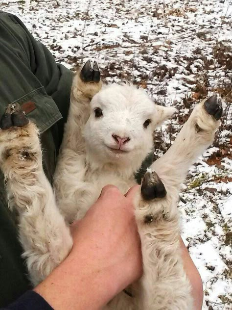 Holding A Baby, Regnul Animal, Pygmy Goat, Baby Sheep, Fluffy Cows, Cute Goats, Söt Katt, Baby Animals Pictures, Animals Funny