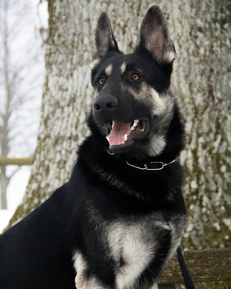 Dog Breed ➡️ EAST EUROPEAN SHEPHERD 📸 Nina Weile @Schaeferhundpfoten 🐶 Theo. 6 years old Country 🇩🇪 #germany Eastern European Shepherd, East European Shepherd, Dog Therian, Dog Types, Maremma Sheepdog, Caucasian Shepherd, Every Dog Breed, Giant Schnauzer, English Mastiff