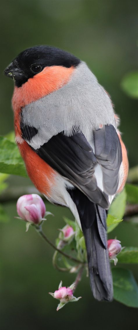 The male eurasian bullfinch. Bald Muichiro, Bull Finch, Eurasian Bullfinch, Bullfinch Bird, Bird Reference, Awesome Elf On The Shelf Ideas, Bird Carving, Bullfinch, Canvas Painting Tutorials