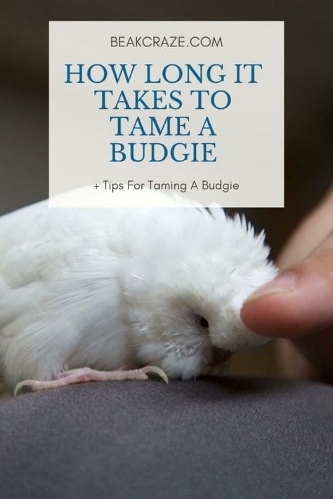 How Long Does It Really Take To Tame A Budgie? Fancy Parakeet, Parakeet Names, Baby Parakeets, Parakeet Colors, Parakeet Care, Budgies Parrot, Diy Bird Cage, Parakeet Toys, Diy Bird Toys