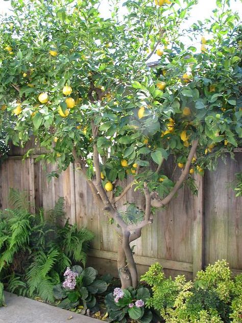 Lemon tree...would love to live somewhere warm so I could have one of these in my backyard. Landscaping With Lemon Trees, Backyard Citrus Trees, Lemon Tree Backyard, Citrus Tree Garden, Book Vibe, Yard Inspiration, Citrus Garden, Court Yard, Planting Guide