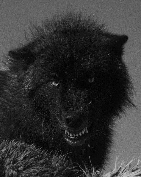 Black wolf, nasty and mean looking. Lou Gramm, Angry Wolf, Wolf Photos, Timber Wolf, Wolf Love, Wild Wolf, Wolf Pictures, Wolf Spirit, Beautiful Wolves