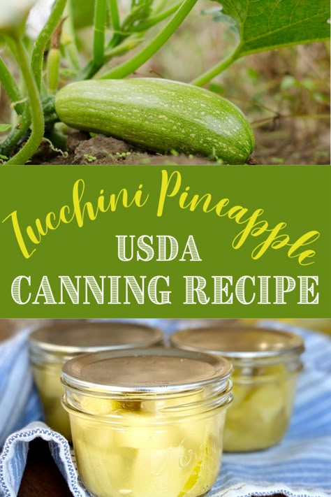 This Zucchini Pineapple canning recipe is one of my favorite ways to preserve the abundant crop of zucchini we get every year. Even if I only plant one zucchini plant, we end up with more zucchini than we could possibly eat come July! Canned Zucchini In Pineapple Juice, Canned Zucchini Pineapple, Canning Zucchini In Pineapple Juice, Pineapple Zucchini Canned, Pickle Zucchini Recipes, Zucchini Pineapple Canning, Mock Pineapple Zucchini, Canning Zucchini, Zucchini Pineapple