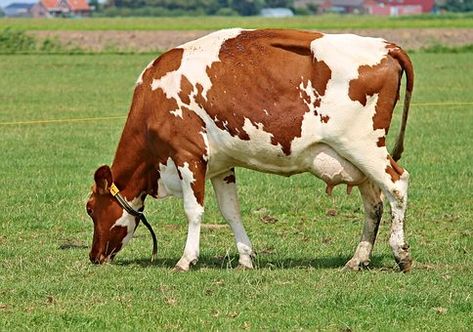 Cow Reference, Grazing Cow, Cow Photos, Holstein Cows, Dairy Cattle, Dairy Cows, Milk Cow, Animal Sketches, Cute Cows