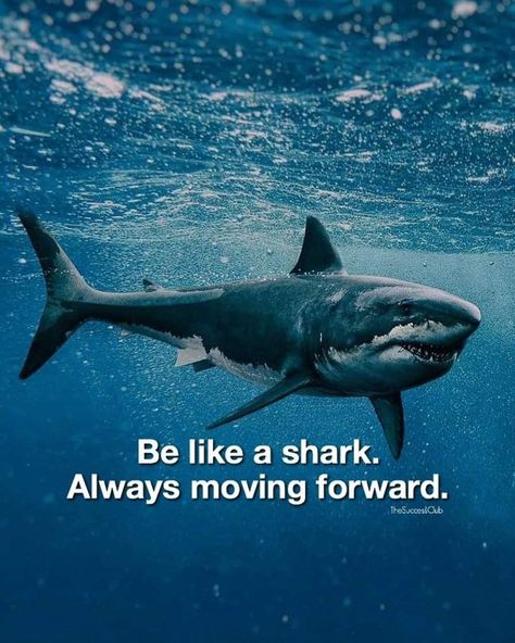 Shark Quotes, Hustle Quotes, Motivational Quote, Sharks, Motivational Quotes, Illustrations, Quotes, Quick Saves