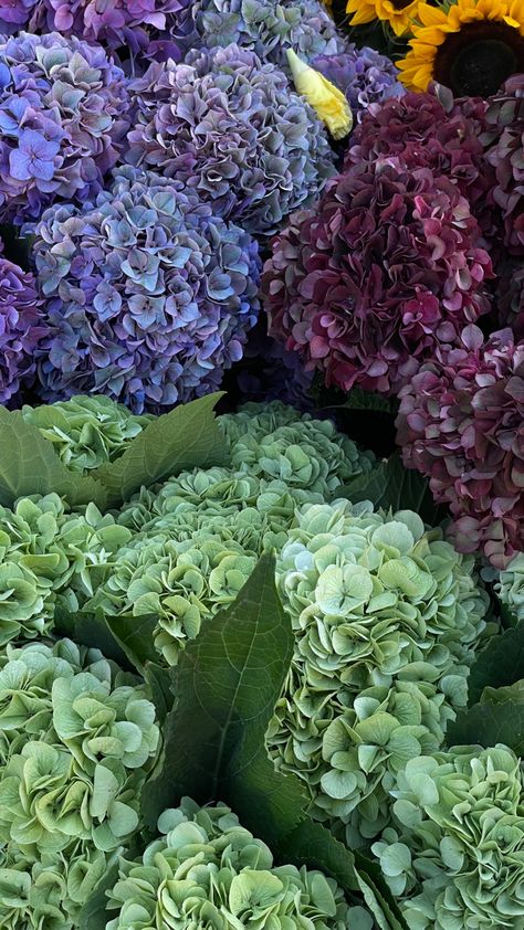 Hydrangea green, purple, blue Antique Blue Hydrangea, Hydrangea Green, Purple Hydrangea, Purple Hydrangea Bouquet, Green Hydrangea Bouquet, Dark Blue Hydrangea, Blue Hydrangea Flowers, Old Hollywood Wedding, Hydrangea Centerpiece