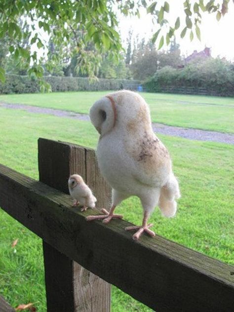 Owl Pictures, Beautiful Owl, Pet Hacks, Baby Owls, Cute Wild Animals, Pretty Birds, Barn Owl, Sweet Animals, Crows