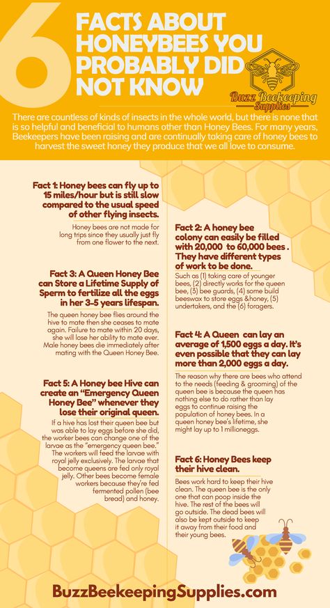 Facts About Honey Bees You Probably Didn’t Know Bee Facts For Kids, Bees Infographic, Facts About Honey, Honey Bee Farming, Honey Facts, Honey Business, Facts About Honey Bees, Beginner Beekeeping, Bee Keeping Hives