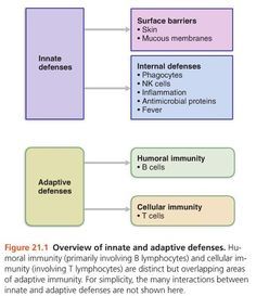 Innate & adaptive systems work hand in hand. Humoral immunity (primarily involving B lymphocytes) & cellular immunity (involving T lymphocytes) are distinct but overlapping areas of adaptive immunity. Many interactions between innate and adaptive defenses are NOT shown here. Innate Vs Adaptive Immunity, Movie Critique, Immune System Nursing, Immunity Nursing, Adaptive Immunity, Unclog Arteries, Nurse Teaching, Pharmacy School, Medical Laboratory Science