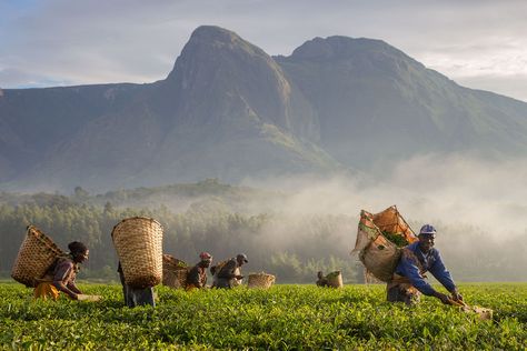 Illegal Logging, Malawi Africa, Tropical Africa, Landlocked Country, Mountain Forest, Photo Report, Photo Essay, Best Places To Visit, Africa Travel