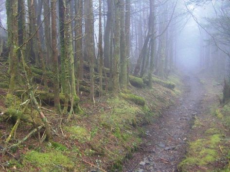 Horror Tale, Grandfather Mountain, City Folk, Southern Life, Temperate Rainforest, Living Off The Land, Appalachian Mountains, Back Road, Appalachian Trail