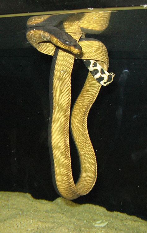 Yellow-bellied sea snake, Pelamis platura, a species of sea snake found in tropical oceanic waters around the world Sea Krait, Inland Taipan, Public Aquarium, Sea Snake, Snake Venom, Interesting Animals, Underwater Life, Aquatic Animals, Giving Birth