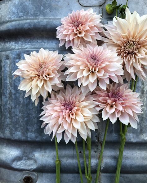 Dahlia Flower Garden, Start With Why, Simple Flower Tattoo, Dahlia Bouquet, Skagit Valley, Growing Dahlias, Flower Farmer, Wedding Cakes With Flowers, Bouquet Arrangements