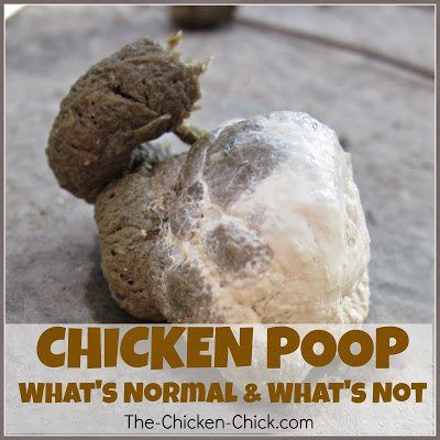 Chicken Poop, Raising Chicks, Urban Chickens, Chicken Life, The Digestive System, Chicken Health, Raising Backyard Chickens, Chicken Chick, Crazy Chicken Lady