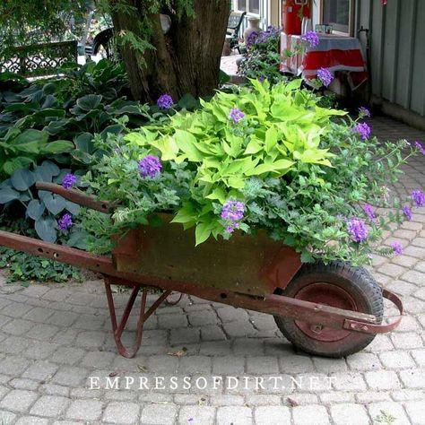 Old, rusty wheelbarrows can make great flower plants. Use these ideas for your outdoor space. Wheel Barrow Planter Ideas Plants, Plants In Wheelbarrow, Flowers In A Wheelbarrow Ideas, Wheelbarrow Yard Art, Wheel Barrel Garden Ideas, Outdoor Wheelbarrow Decor, Well Planter Ideas, Garden Wheelbarrow Ideas, Diy Wheelbarrow Planter