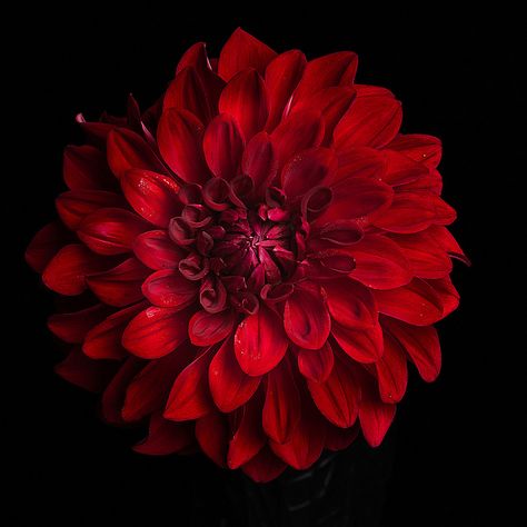 Feminism Images, Delilah Flower, Red Dahlia Flower, Burgundy Dahlia, Red Dahlia, Iphone Wallpaper Stills, Nothing But Flowers, Photo Frame Gallery, Language Of Flowers