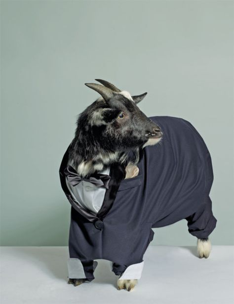 Formal goat Animal Dress Up, A Goat, People Clothes, Baby Goats, Funny Animal Memes, 귀여운 동물, Dandy, Pet Clothes, Mammals