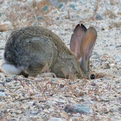 Arizona Desert Rabbit Digging A Hole by Karri Levens Desert Rabbit, Rabbit Pen, Novelty Cake, Digging Holes, Rabbit Run, Arizona Desert, Artistic Inspiration, Print Advertising, Rabbit Hole