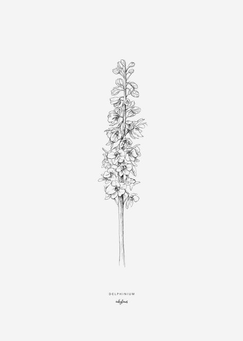 Hycinthia Flower Tattoo, Hycanith Flower Tattoo, Snap Dragon Tattoo Simple, Delfinium Flower Tattoo, Delphinium Flower Drawing, Delfinium Flower, Delphinium Flower Tattoo, Larkspur Flower Drawing, Larkspur Drawing