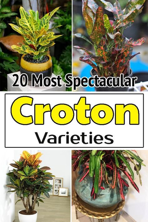 Offering a bold and striking stance, you just can't miss a crotons thanks to their colorful foliage! Here are the best Types of Crotons plants to grow! Types Of Croton Plants, Crotons Plants Landscaping, Croton Plant Outdoor Landscaping, Croton Plant Indoor, Croton Varieties, Crotons Plants, Croton Plant Care, Florida Plants Landscaping, Croton Plant