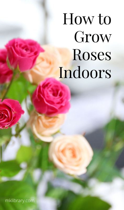 It’s hard to picture roses growing inside because most are unaware that growing roses indoors is even possible. Turns out, growing roses inside your home is completely doable with the right type of care and attention. How To Grow Roses Indoors, Indoor Rose Plant, Mini Roses Care Indoor, How To Grow A Rose From A Stem, Roses Growing Up House, Planting Roses From Stem, Thornless Roses, Indoor Roses, Roses Growing