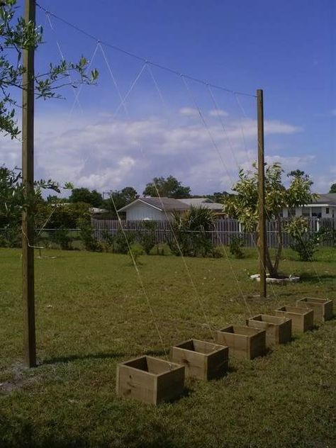 Click this image to show the full-size version. Hop Trellis Ideas, Hops Growing, Hop Trellis, Hops Garden, Hops Trellis, Growing Hops, Garden Notes, Trellis System, Organic Gardening Pest Control