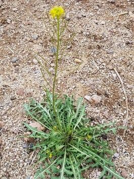 Tomato Hornworm, Edible Weeds, Desert Gardening, Portulaca Oleracea, Plant Help, Poisonous Plants, Desert Garden, Dandelion Flower, Wild Edibles