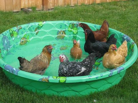 chickens wading in a small pool Keeping Chickens Cool, Cool Treats, Cute Chicken Coops, Chicken Coop Garden, Chicken Barn, Backyard Chicken Coop Plans, Chicken Toys, Diy Chicken Coop Plans, Chicken Feeders