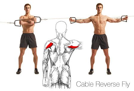 Horizontal Cable Reverse Fly (deltoid posterior) -- Twin pulley cables should be positioned close together at approximately shoulder height. Grasp the D-handles and point elbows outward with arms straight or slightly bent. Pull the D-handles out to sides, maintaining stiff elbow position throughout exercise. Return to original position and repeat — Upper arms should travel in horizontal path at shoulder height (not downward) to minimize Latissimus Dorsi involvement. Delt Workout, Back Muscle Exercises, Deltoid Workout, Reverse Fly, Shoulder Gym, Rear Delt, Latissimus Dorsi, Weight Training Workouts, Personal Fitness