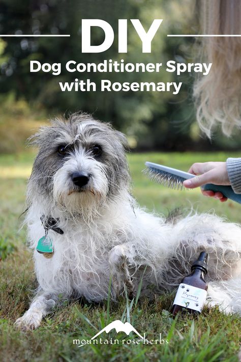 Your dog deserves a soft, healthy coat. Make an easy DIY conditioner spray with the softening, refreshing power of coconut oil and rosemary for a quick way to get the benefits of conditioning without the invasiveness of the dreaded dog bath. Diy Dog Shampoo, Homemade Dog Shampoo, Diy Conditioner, Mom Is The Best, Dog Spray, Mom Essentials, Conditioner Recipe, Dogs Diy Projects, Natural Pet Care