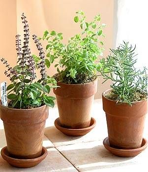 Potted herbs in terra cotta pots will be the centerpieces for the cocktail tables. Herb Centerpieces, Potted Herbs, Succulent Wedding Centerpieces, Tulsi Plant, Growing Garden, Succulent Centerpieces, Green Baby Shower, Indoor Herb Garden, Herb Pots