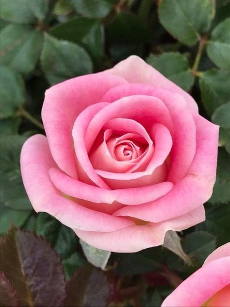 Rose Flower Pictures, Delicate Beauty, Flower Photos, Flower Pictures, Rose Flower, Pink Rose, The Garden, Pink Roses, Roses