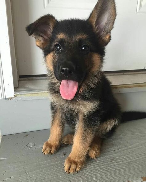 Gsd Puppy, Dog German, Super Cute Puppies, Gsd Puppies, Baby Animals Pictures, Cute Little Puppies, Cute Dogs And Puppies, Shepherd Puppies