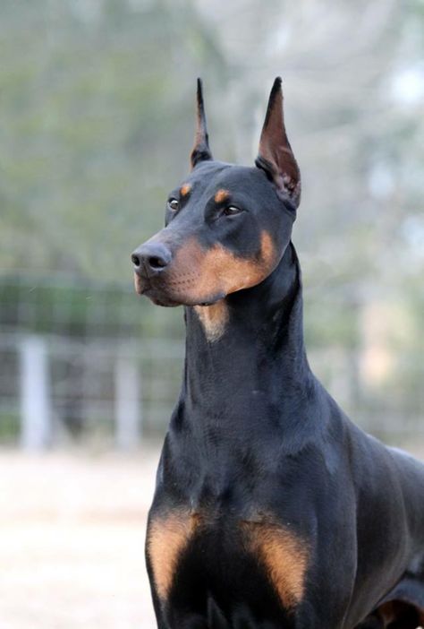 . Dobber Man Dog, Dobber Man, Doberman Dogs, Dream Dog, Purebred Dogs, Man And Dog, Types Of Dogs, Art Photos, Doberman Pinscher