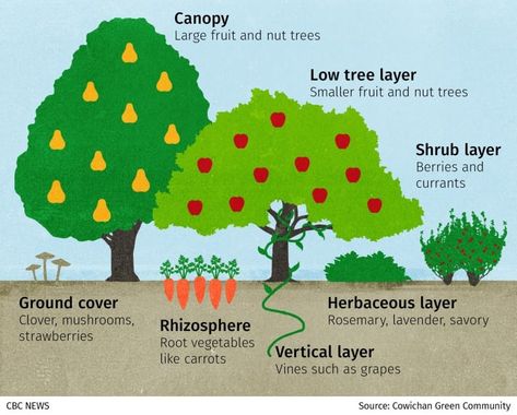 From lawn to Foggy Food Forest: How this family is creating an edible landscape | CBC News Permaculture Landscaping, Hydro Plants, Planting Food, Tree Guild, Homestead Plans, Smart Gardening, Food Forests, Food Forest Garden, Keyhole Garden