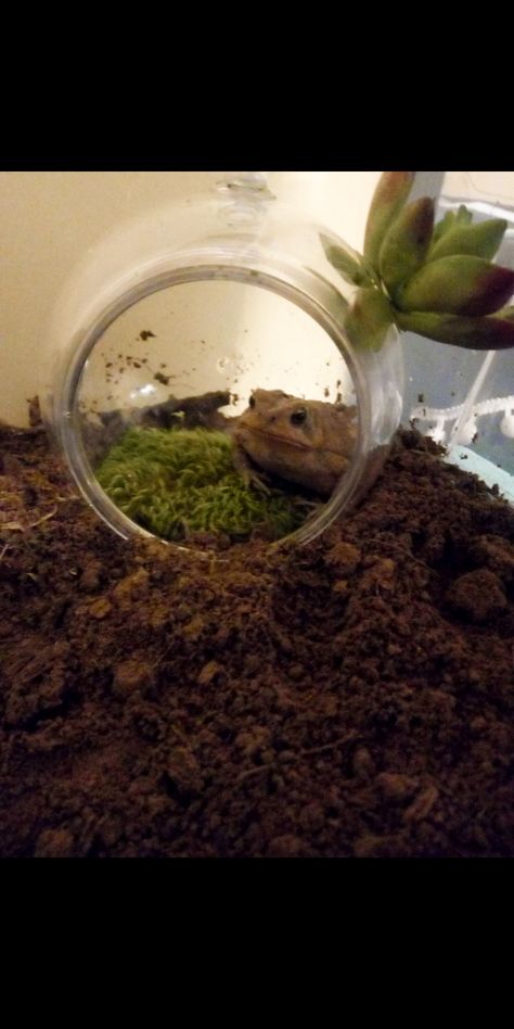 Toad Habitat Tank, Pet Toad Habitat, Toad Terrarium, Tree Frog Enclosure Ideas, Pacman Frog Care, Toad Enclosure, Tomato Frog Terrarium, Tree Frog Terrarium Ideas, Pacman Frog Enclosure