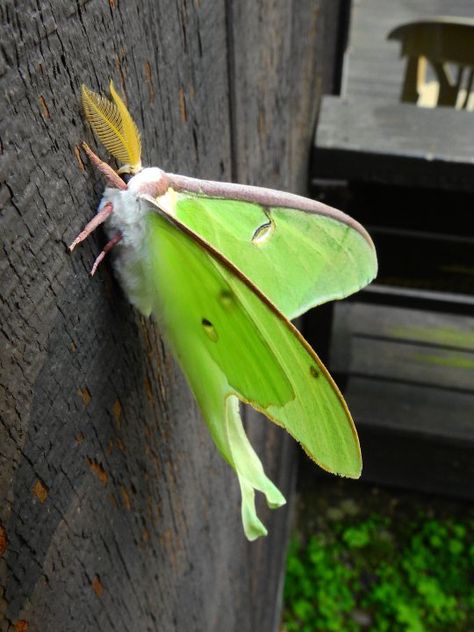 Luna Moth Drawing, Fluffy Moths, Drawing Side View, Pretty Moths, Pretty Bugs, Cute Bugs, Luna Moths, Moth Drawing, Moth Species