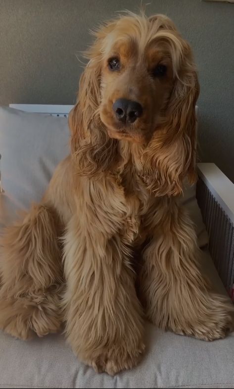 Show Type Cocker Spaniel, Full Grown Cocker Spaniel, Golden English Cocker Spaniel Puppy, Cockaspaniel Puppies, Cocka Spaniel, English Cocker Spaniel Aesthetic, Cocker Spaniel Aesthetic, Cocker Spaniel Haircut, Golden Retriever Cocker Spaniel