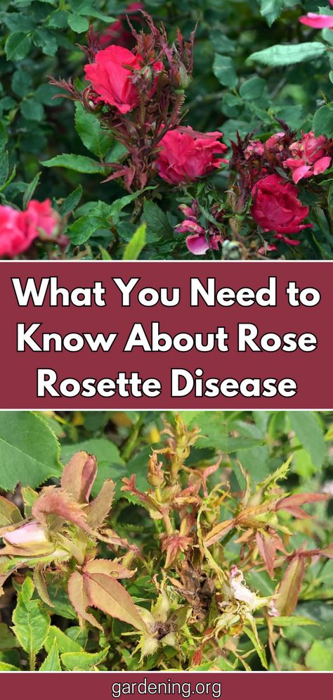 Rose rosette disease is a devastating virus that affects roses. Learn how to identify, prevent, and treat this disease with our comprehensive guide. Rose Rosette Disease, Rose Diseases Leaves, Bugs On Roses, Rosette Disease, Rose Diseases, Diy Compost, Plant Diseases, About Rose, One Rose