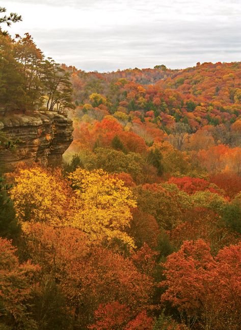 Fall Color: Visit 14 Picture-Perfect Spots - Ohio Hocking Hills State Park, Bald Cypress, Famous Waterfalls, Woods Forest, Rocky River, Hocking Hills, Fall Photography, Ohio River, Autumn Landscape