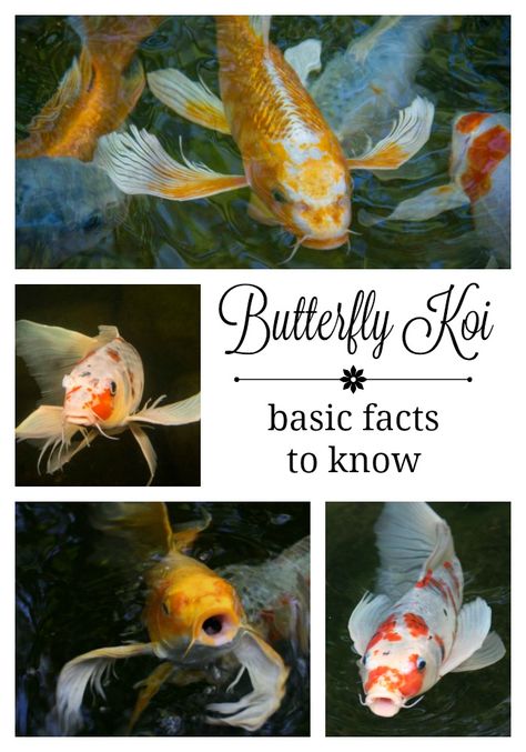 Butterfly Koi - Basic Facts to Know Butterfly Koi Fish, Koi Pond Backyard, Land Scaping, Koi Pond Design, Butterfly Koi, Kolam Koi, Fish Pond Gardens, Pond Garden, Building A Pond