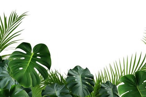 Banana Tree Leaves, Monstera Plants, Plant Background, Banana Tree, Monstera Leaves, Monstera Plant, Tree Leaves, Banana Leaf, Monstera Leaf