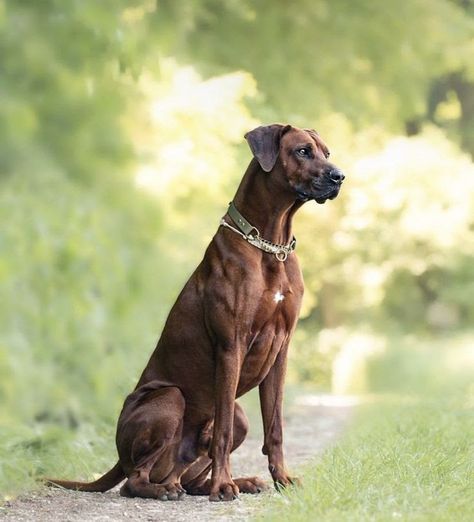 Rodhesian Ridgeback, Rhodesian Ridgeback Dog, Fit Dogs, Dog Anatomy, Dog Poses, Lion Dog, Cute Dog Photos, Rhodesian Ridgeback, Types Of Dogs