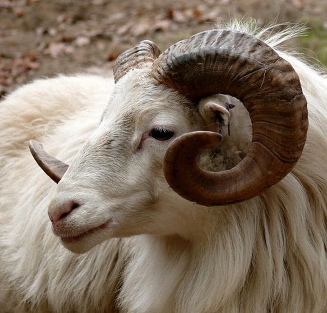 Ram, Head, Horn, Fauna, Goat, Mammal, Mountain Animals With Horns, Big Horn Sheep, Goat Horns, Ram Horns, Ram Head, Mule Deer, Manx, Animal Totems, Animal Heads