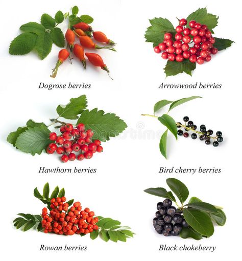 Set from berries. Dogrose, hawthorn , rowan berry , arrowwood, bird cherry, blac #Sponsored , #SPONSORED, #Ad, #Dogrose, #Set, #rowan, #hawthorn Arrowwood Viburnum, Dream Garden Flowers, Black Chokeberry, German Garden, Mountain Ash Tree, Celtic Ogham, Sorbus Aucuparia, Rowan Berry, Wild Food Foraging