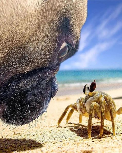 Bronson here is an expert sniffer. He gets up close and personal with some pretty cool things because of his gentle disposition. Dogs explore the world using their nose and it’s important to spend some time letting them stop and smell the roses… And the snails and the crabs! #frenchbulldog #frenchie 📸 IG bronsonthefb Funny Animal Memes, Animal Memes, Cuteness Overload, Pug, Pet Adoption, Animal Rescue, Animal Pictures, Crab, French Bulldog