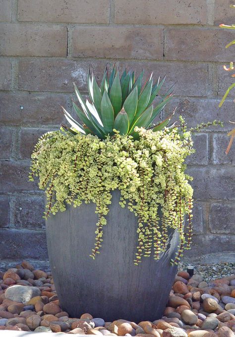 Bold Waterwise Container Plantings – Black Gold Side Landscaping, Plant Pairings, Succulent Outdoor, Potted Plants Patio, Backyard Escape, Arizona Backyard, Patio Plans, Green Board, Succulent Garden Design