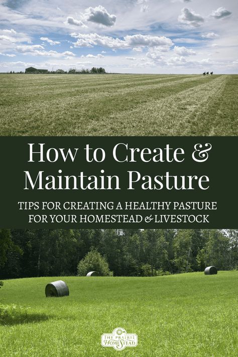 Homestead Management, Homestead Livestock, Rotational Grazing, Diy Homesteading, The Prairie Homestead, Homesteading Life, Sheep Farming, Prairie Homestead, Homesteading Tips