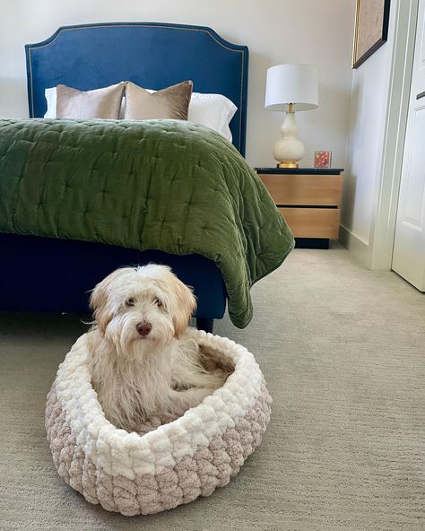 Puppy snuggles in his new chunky knit pet bed • Size Medium (18 lb dog for reference) 🐶 Dog Bed Crochet, High School Hairstyles, Puppy Snuggles, School Hairstyles, Bed Size, Crochet Stitches Tutorial, Yarn Projects, Christmas 2024, Hairstyles For School