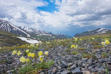 Arctic Tundra Plants Tundra Plants, Arctic Tundra, Physical Geography, Planting Ideas, Landscape Designs, Colorful Plants, Nature Conservation, Plant Flower, Landscaping Plants